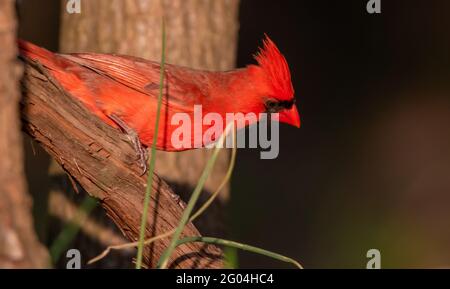 Un bellissimo cardinale del Nord, dai colori vivaci, arroccato su un ramo. Foto Stock