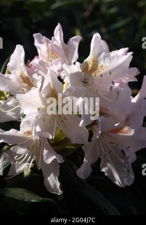 Il rododendro bianco fiorisce alla luce del sole Foto Stock
