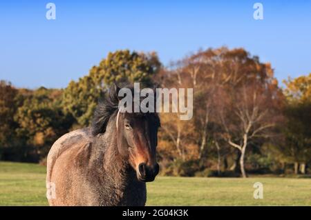 Pony su prateria aperta in autunno, Brockenhurst, New Forest National Park, Hampshire, Inghilterra, Regno Unito Foto Stock