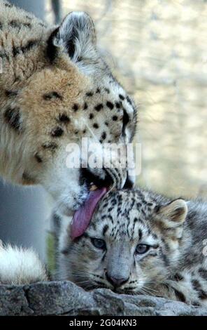 Vishnu il leopardo della neve del bambino ha fatto del suo meglio per renderlo un Natale bianco quest'anno come ha fatto i suoi primi passi tentativi nel mondo. Il cucciolo di cinque mesi è uno dei soli 17 leopardi della neve nel Regno Unito e ha fatto la sua prima apparizione pubblica al Marwell Zoo di Winchester, Hants. I leopardi della neve sono una delle specie più minacciate del mondo e provengono dalle montagne dell'Asia centrale in paesi dilaniati dalla guerra come l'Afghanistan. Ci sono solo 5,000 nel mondo e i loro numeri stanno rapidamente diminuendo attraverso la guerra e sono cacciati per la loro pelliccia. Gaynor Worman, portavoce di Marwell, ha detto: " Foto Stock