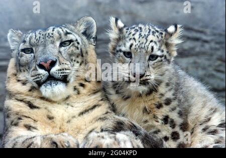 Vishnu il leopardo della neve del bambino ha fatto del suo meglio per renderlo un Natale bianco quest'anno come ha fatto i suoi primi passi tentativi nel mondo sotto l'occhio vigile della madre Yasmin. Il cucciolo di cinque mesi è uno dei soli 17 leopardi della neve nel Regno Unito e ha fatto la sua prima apparizione pubblica al Marwell Zoo di Winchester, Hants. I leopardi della neve sono una delle specie più minacciate del mondo e provengono dalle montagne dell'Asia centrale in paesi dilaniati dalla guerra come l'Afghanistan. Ci sono solo 5,000 nel mondo e i loro numeri stanno rapidamente diminuendo attraverso la guerra e sono cacciati per la loro pelliccia. Gaynor W. Foto Stock