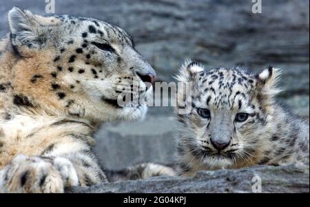 Vishnu il leopardo della neve del bambino ha fatto del suo meglio per renderlo un Natale bianco quest'anno come ha fatto i suoi primi passi tentativi nel mondo sotto l'occhio vigile della madre Yasmin. Il cucciolo di cinque mesi è uno dei soli 17 leopardi della neve nel Regno Unito e ha fatto la sua prima apparizione pubblica al Marwell Zoo di Winchester, Hants. I leopardi della neve sono una delle specie più minacciate del mondo e provengono dalle montagne dell'Asia centrale in paesi dilaniati dalla guerra come l'Afghanistan. Ci sono solo 5,000 nel mondo e i loro numeri stanno rapidamente diminuendo attraverso la guerra e sono cacciati per la loro pelliccia. Gaynor W. Foto Stock