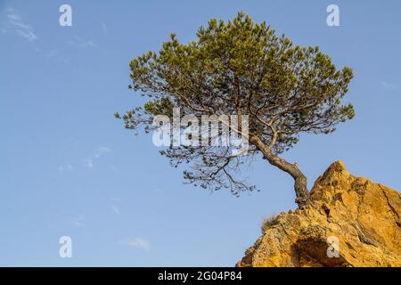 Albero solitario su una scogliera contro il cielo estivo blu. Foto Stock