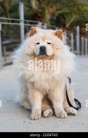 Immagine verticale di un soffuso Chow-chow isolato nel parco su uno sfondo sfocato Foto Stock