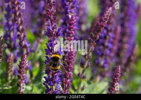 Primo piano di un bumblebee (bombus) che raccoglie polline da salvia blu e viola fiorisce su Foto Stock