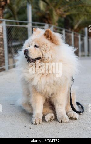 Immagine verticale di un soffuso Chow-chow isolato nel parco su uno sfondo sfocato Foto Stock