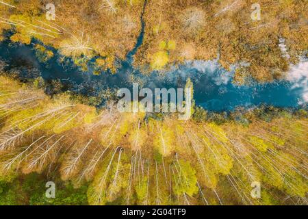 Stagione primaverile. Vista aerea. Giovani Birch crescono tra le piccole paludi di palude Bog. Alberi decidui con foglie giovani di Foliage in Paesaggio in Primavera Foto Stock