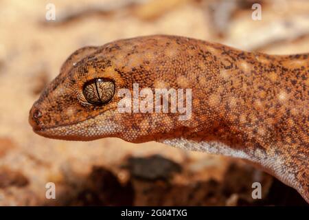Gecko australiano con coda di grasso Foto Stock