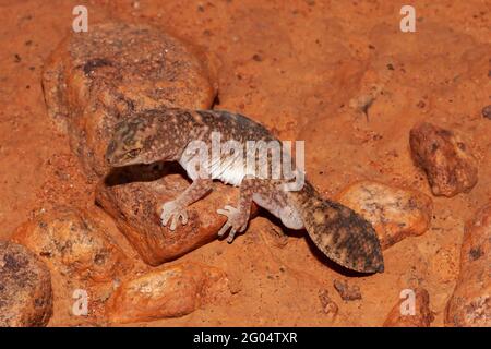 Gecko australiano con coda di grasso Foto Stock