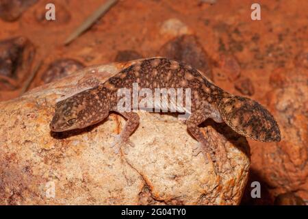 Gecko australiano con coda di grasso Foto Stock