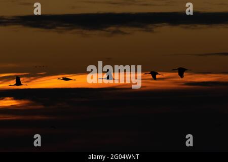 Lesser Sandhill Cranes, Grus canadensis tabida, vola attraverso un'alba intrecciata nella San Joaquin Valley sul Merced National Wildlife Refuge, California. Foto Stock