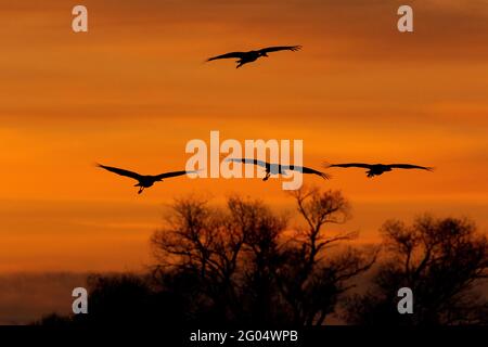 Lesser Sandhill Cranes, Grus canadensis tabida, costeggia verso il roost serale contro un tramonto brillante al San Luis Natia Wildlife Refuge, CA. Foto Stock