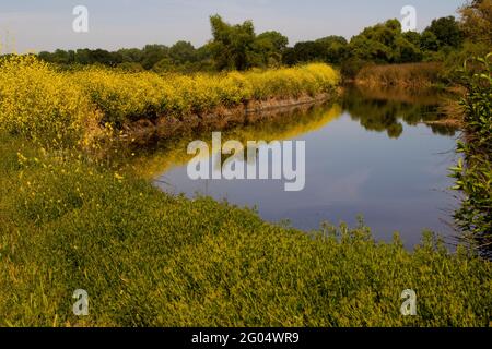 Yellow Sweet Clover, Melilotus officinalis, produce un brillante corridoio di giallo lungo un canale di slough rivieraschi californiani. Foto Stock