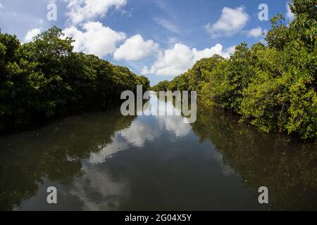 Uno stretto canale allagato dall'alta marea conduce attraverso una fiorente foresta di mangrovie a Yap, Micronesia. Mangrovie costeggiano la costa di questa isola. Foto Stock