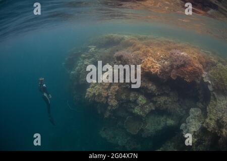 Una barriera corallina sana prospera in acque poco profonde in Raja Ampat, Indonesia. Questa regione tropicale è conosciuta per la sua spettacolare biodiversità marina. Foto Stock