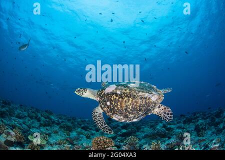 Una tartaruga marina di Hawksbill a rischio di estinzione nuota su una barriera corallina nella Repubblica di Palau. Questa specie è cacciata sia per la sua carne che per la sua conchiglia. Foto Stock