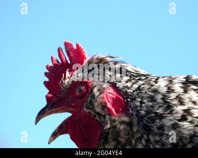 Il profilo laterale di un Gallo dalla razza di pollo di Plymouth Rock con Copy Space Foto Stock