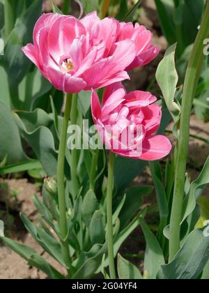 Tulipani Backpacker con petali doppi bianchi e rosa tenue in fiore Foto Stock