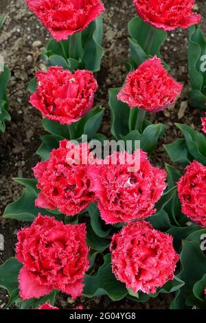 Tulipani rossi Bendigo Anfield con doppio frange Foto Stock