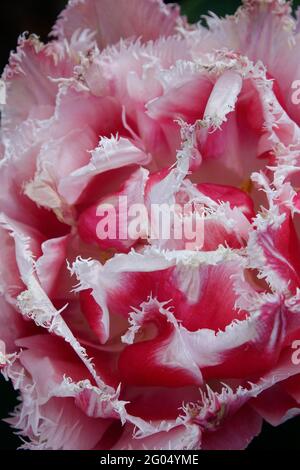 Tulipano di Queenland rosa con i tartufi sui petali doppi di bordi dentati e punte bianche Foto Stock