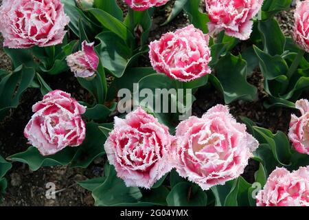 Tulipani rosa del Queenland con i tartufi sui petali doppi dei bordi dentati e delle punte bianche Foto Stock