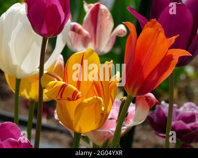 Una varietà colorata di stretch Metti i tulipani in un giardino con la fiamma olimpica Eye Catching con i suoi petali gialli e rossi striati e la ballerina arancione Foto Stock