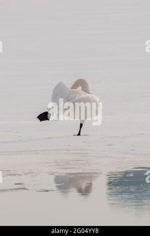 Vadnais Heights, Minnesota. Parco Regionale del Lago di Vadnais. Un Trumpeter Swan; Cygnus buccinator in piedi su una gamba sul lago ghiacciato. Foto Stock