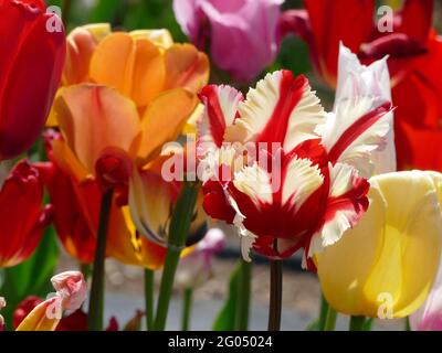 Una variopinta varietà di teste di tulipano include Triumphs arancione, giallo e rosso con l'occhio che cattura Estella Rijnveld con petali bianchi con strisce rosse Foto Stock