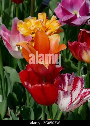 Il premiato gruppo di tulipani comprende il tulipano Orange Ballerina, il tulipano Pink and White Marilyn, Monsella, Ballade e il tulipano Banja Luka Foto Stock