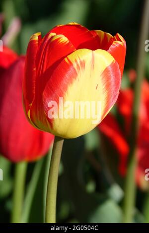 La sorprendente Banja Luka con petali gialli alla base e passa a una tonalità rossa fiery verso il bordo Foto Stock