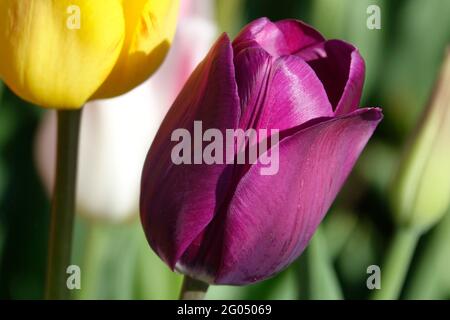 Il tulipano di Trionfo viola con i suoi petali regali morbidi getta un'ombra sul vibrante Triumph dell'Imperatore giallo in un Giardino di Tulipani Foto Stock