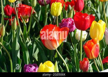 Il Banja Luka nel centro di un giardino tra tulipani demolitori rossi, tulipani gialli dell'Imperatore e tulipani a doppio fiore viola Backpacker Foto Stock