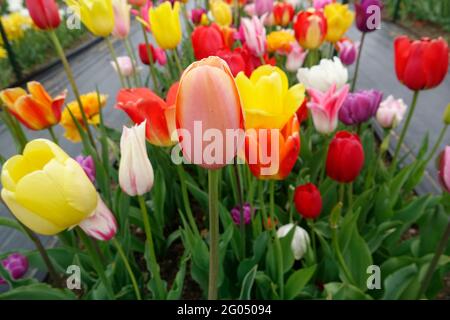 Un mix di tulipani triumph di primavera colorati di Corallo, giallo, arancione, rosso e viola Foto Stock