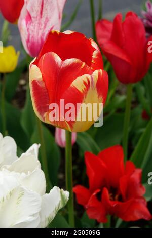 Un mix stretch di tulipani centrati intorno al Triumph ibrido Banja Luka Darwin con petali d'oro e bordi fuoco-rossi in un giardino tulipano Foto Stock