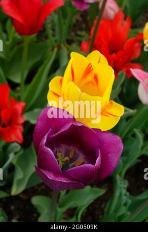 Un mix stretch di tulipani di Trionfo viola e rosso accanto alla brillante fiamma olimpica gialla con le bistecche rosse sui suoi petali d'oro Foto Stock