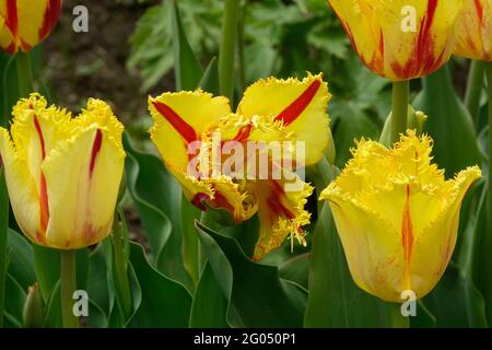 Tulipani di clown di partito con frange gialle con strisce rosse lungo i petali arricciati appuntiti Foto Stock