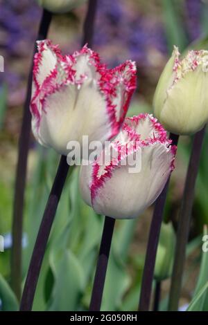 Tulipani con frange di lamponi con petali bianchi e bordi con frange rosa Foto Stock