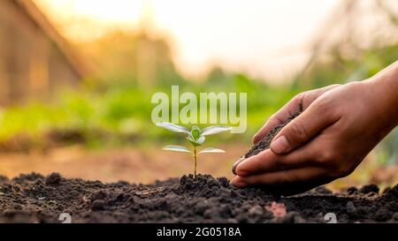 Primo piano di una mano umana che tiene una pianta compreso piantare piantine, concetto di giorno della Terra, campagna di riduzione del riscaldamento globale e la gestione ecologica Foto Stock