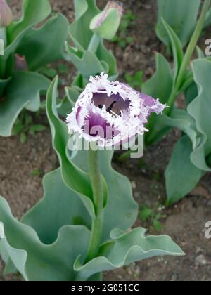 Un tulipano singolo con frange Cummins con petali viola e frange bianche Foto Stock