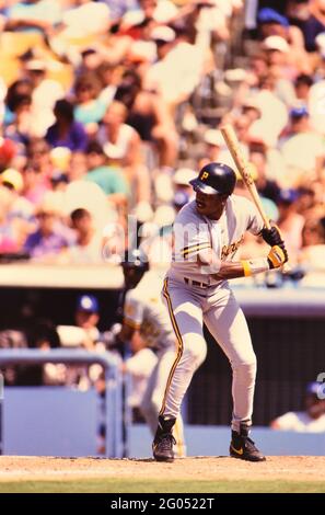 Pittsburgh Pirates outfielder Barry Bonds -- Please credit photographer Kirk Schlea Foto Stock