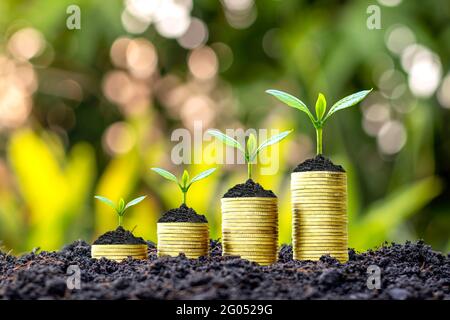 Gli alberi stanno crescendo con soldi e terreno fertile come un'idea finanziaria e di investimento. Foto Stock