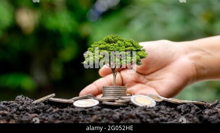 Albero che cresce su monete e sfondo verde della natura sfocata. Foto Stock