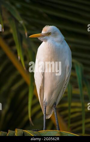 Bianco gru uccello in piedi su tree.Looking ad esso prey Foto Stock