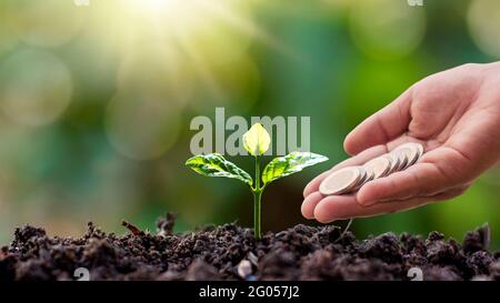 Piccolo albero che cresce a terra nella luce del mattino e le mani dando monete ad albero su sfondo verde sfocato della natura. Foto Stock