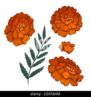 Set di colorati disegni botanici di vari fiori marigoliti con ombreggiatura. Colore vettoriale disegno floreale naturale. Immagine a forma di matita Illustrazione Vettoriale