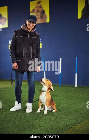 Calma il beagle obbediente seduto sui suoi fiancheggi da un gestore Foto Stock