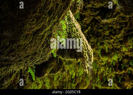 Ingresso sud della grotta Pont Cabradís e dintorni, con il fiume Aigua de Valls (Berguedà, Catalogna, Spagna, Pirenei) Foto Stock