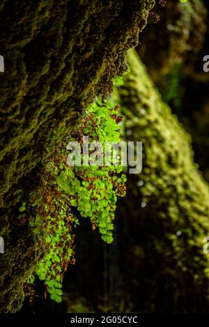 Ingresso sud della grotta Pont Cabradís e dintorni, con il fiume Aigua de Valls (Berguedà, Catalogna, Spagna, Pirenei) Foto Stock