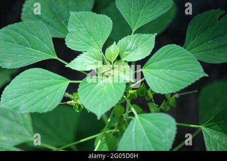 Acalypha indica è un anno erbaceo che ha infiammazioni catkin-come con coppa a forma di ... In tutta la zona dove la pianta cresce, è widel Foto Stock