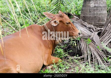 allerta mucca marrone innocente che riposa dopo un buon pasto Foto Stock